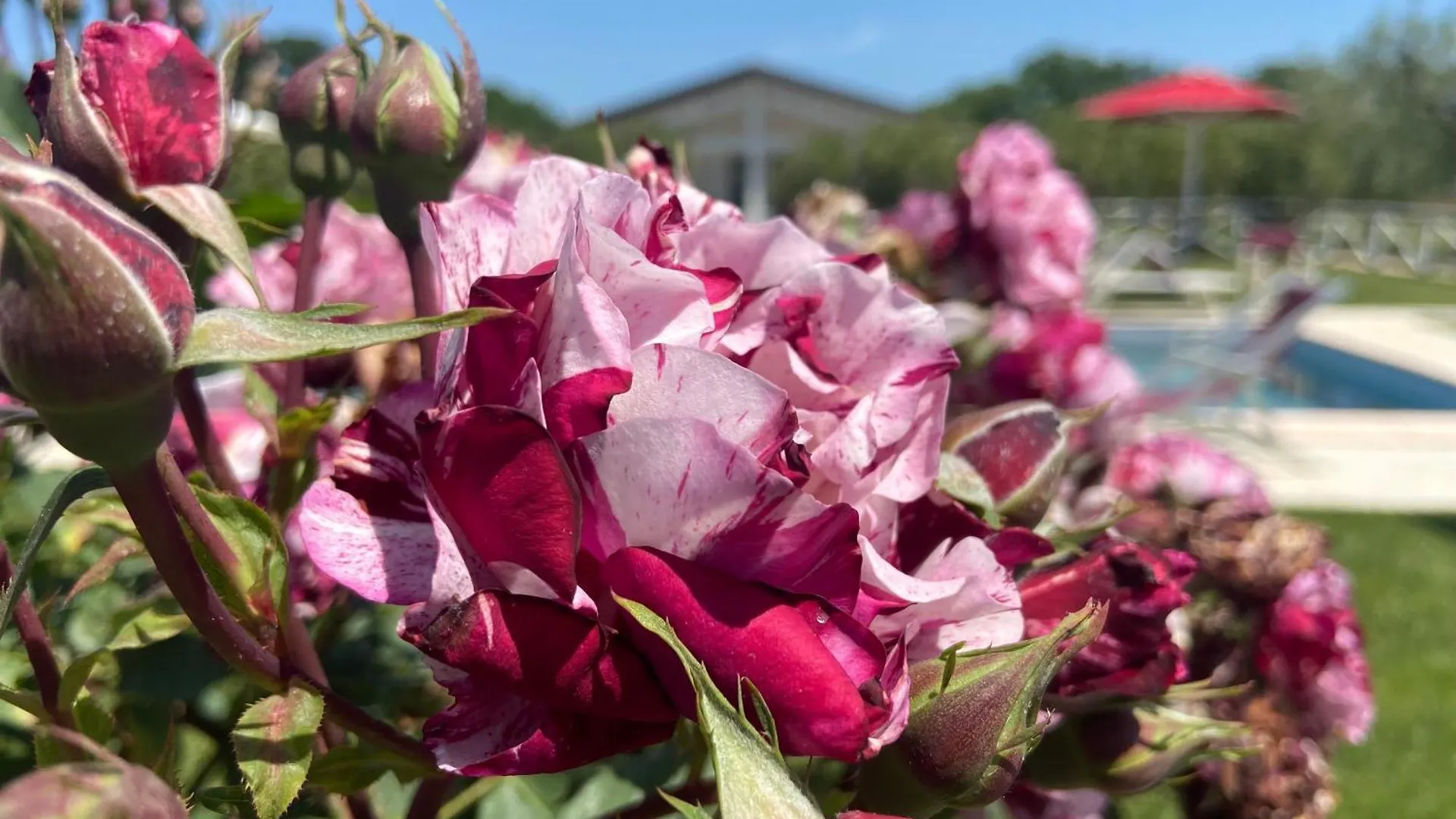 Agriturismo Re Di Fiori Donoratico