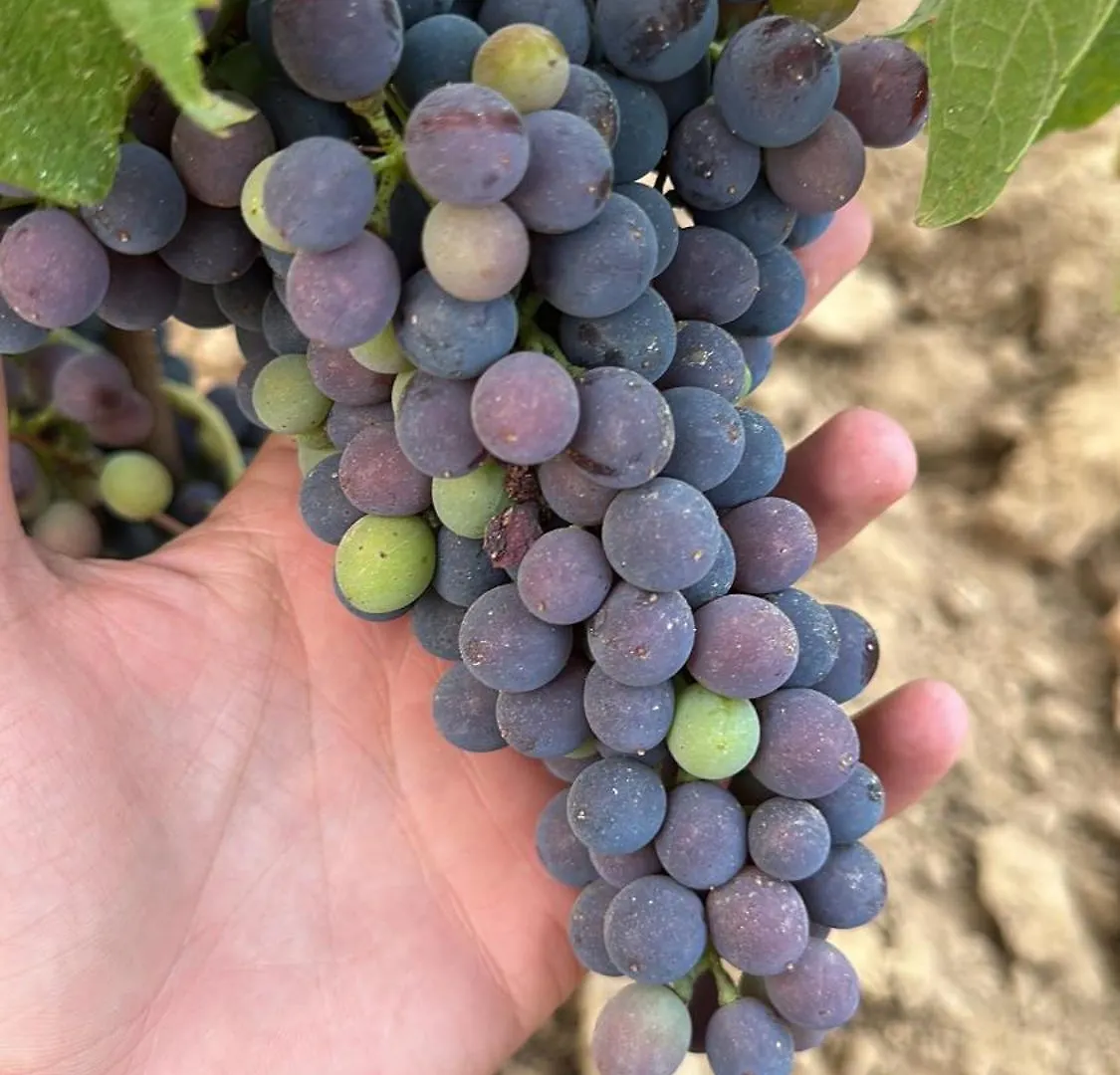 Agriturismo Re Di Fiori Donoratico 0*,