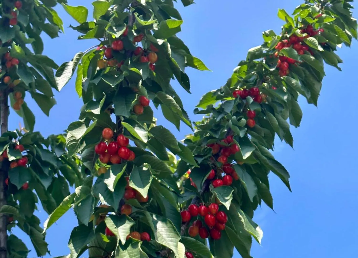 Agriturismo Re Di Fiori Donoratico